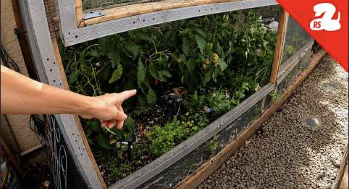 Large Rattlesnake Wouldn’t Leave This Garden